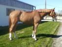 Gelding sBs Belgian Warmblood For sale 2021 Chesnut