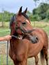 Filly New Forest For sale 2022 Bay