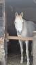 Purebred Arabian Gelding For Sale