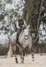 Gelding Lusitano For sale 2019 Grey