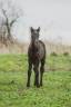 Filly Lusitano For sale 2025 Grey