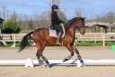 Gelding PRE Pure Spanish Bred For sale 2017 Bay