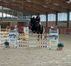 Mare sBs Belgian Warmblood For sale 2014 Dark Bay