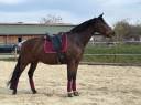 Mare KWPN Dutch Warmblood For sale 2011 Dark Bay