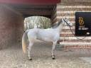 Gelding Anglo-Arabian For sale 2017 Grey