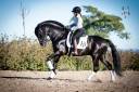 Entire PRE Pure Spanish Bred For sale 2016 Black