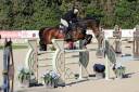 Gelding KWPN Dutch Warmblood For sale 2013 Bay