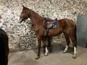 Gelding Selle Français For sale 2021 Chesnut