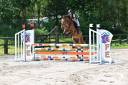 Gelding Saddle Horse For sale 2019 Bay