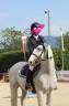 Gelding French Saddle Pony For sale 2016 Grey