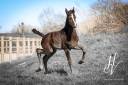 Colt KWPN Dutch Warmblood For sale 2025 Black