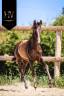 Colt KWPN Dutch Warmblood For sale 2025 Black