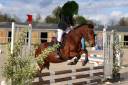 Mare French Saddle Pony For sale 2019 Bay
