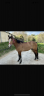 Gelding Origin Recorded For sale 2019 Bay