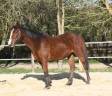 Mare AQPS For sale 2022 Bay