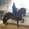Entire PRE Pure Spanish Bred For sale 2012 Black