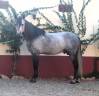 Entire PRE Pure Spanish Bred For sale 2017 Grey