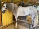 Entire PRE Pure Spanish Bred For sale 2019 Grey