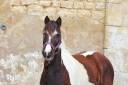 Mare Origin Recorded For sale 2022 Coloured