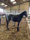 Colt Connemara For sale 2024 Grey