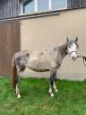 Filly Connemara For sale 2022 Grey