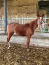 Filly Thoroughbred For sale 2022 Chesnut