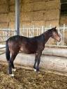 Gelding Selle Français For sale 2023 Bay