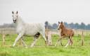 Colt Lusitano For sale 2024 Grullo