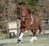 Gelding Lusitano For sale 2020 Chesnut