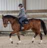 Gelding Selle Français For sale 2019 Bay