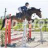 Gelding Selle Français For sale 2015 Bay