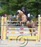 Mare Origin Recorded For sale 2020 Palomino