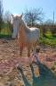 Colt Welsh Part Bred For sale 2024 Palomino
