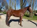 Gelding Selle Français For sale 2021 Chesnut