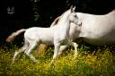 Colt PRE Pure Spanish Bred For sale 2025 Buckskin