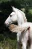 Colt PRE Pure Spanish Bred For sale 2025 Buckskin
