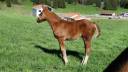 Filly Franche-Montagne For sale 2025 Liver chestnut