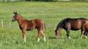 Filly Franche-Montagne For sale 2025 Liver chestnut