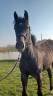 Filly Zangersheide For sale 2024 Grey