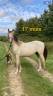 Gelding PRE Pure Spanish Bred For sale 2023 Buckskin