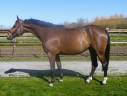 Gelding sBs Belgian Warmblood For sale 2018 Bay