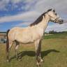 Gelding Arabian Half Blood For sale 2018 Grey