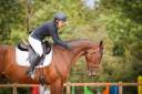 Gelding Selle Français For sale 2017 Bay