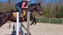 Gelding Thoroughbred For sale 2019 Bay