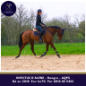 Gelding AQPS For sale 2018 Bay