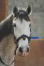 Mare Origin Recorded For sale 2019 Grey