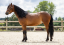 Gelding Connemara For sale 2021 Dark Bay