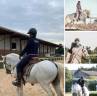 Gelding Camargue For sale 2015 White
