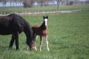 Colt Shire For sale 2025 Bay