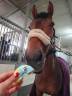 Mare Cheval de Selle Italien For sale 2019 Dark Bay